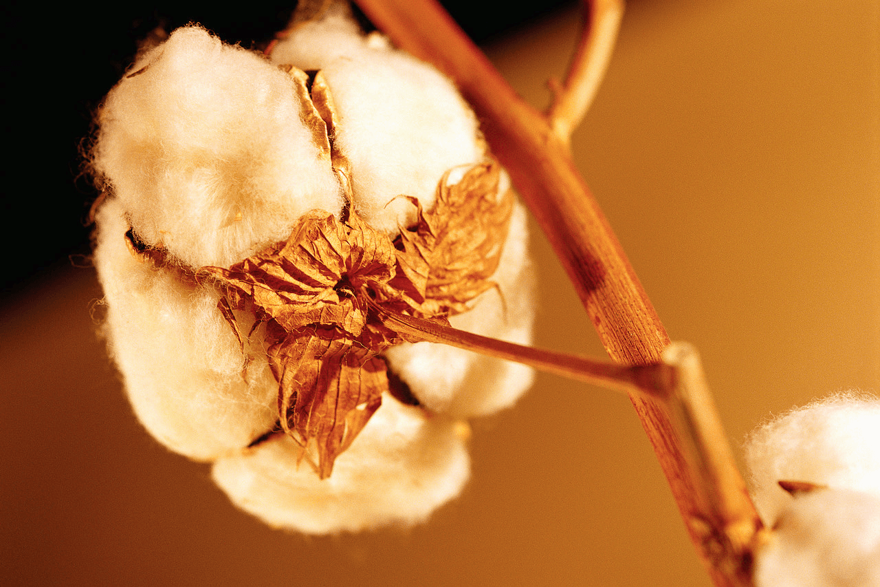 Photo of cotton grown in the South