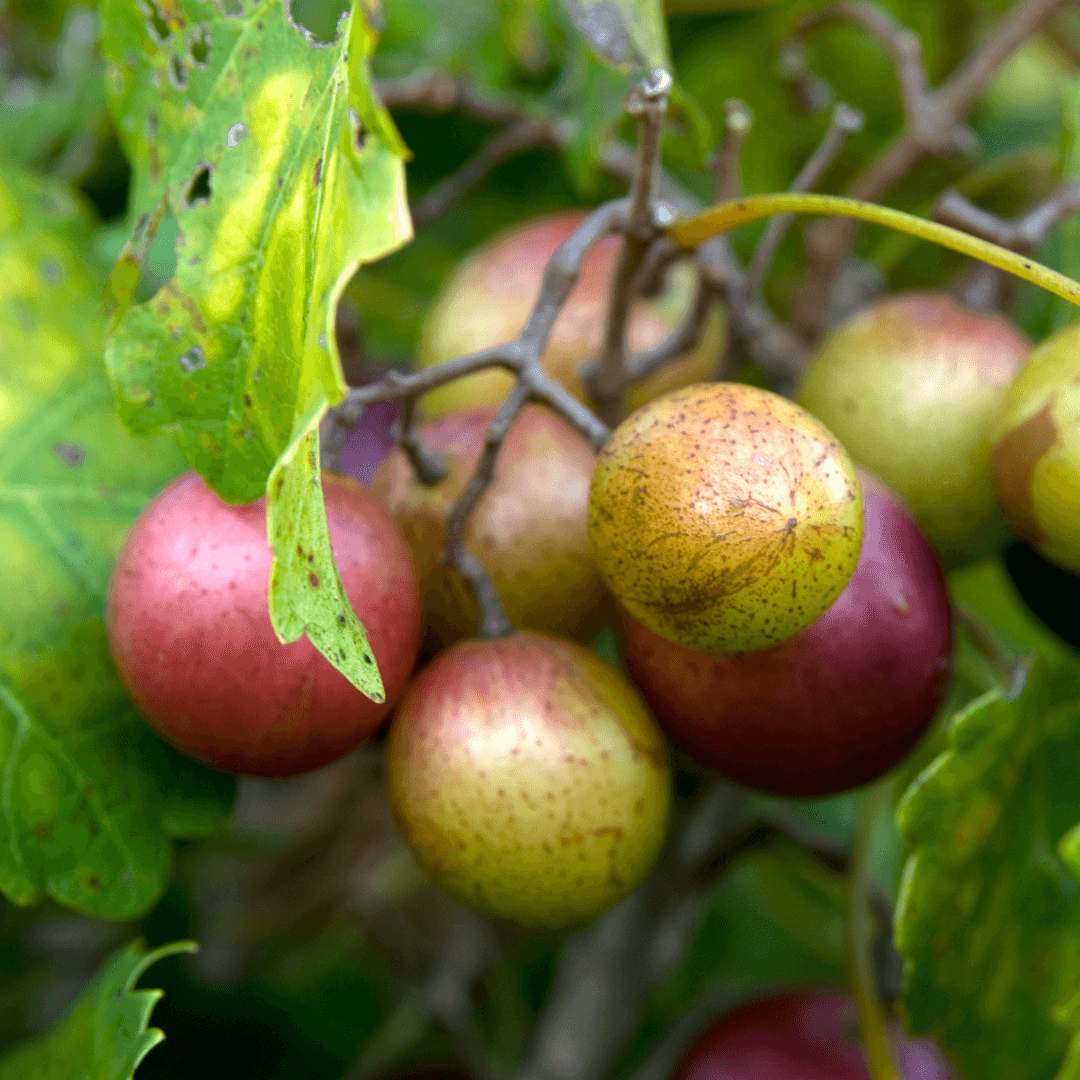 Muscadines on the vine