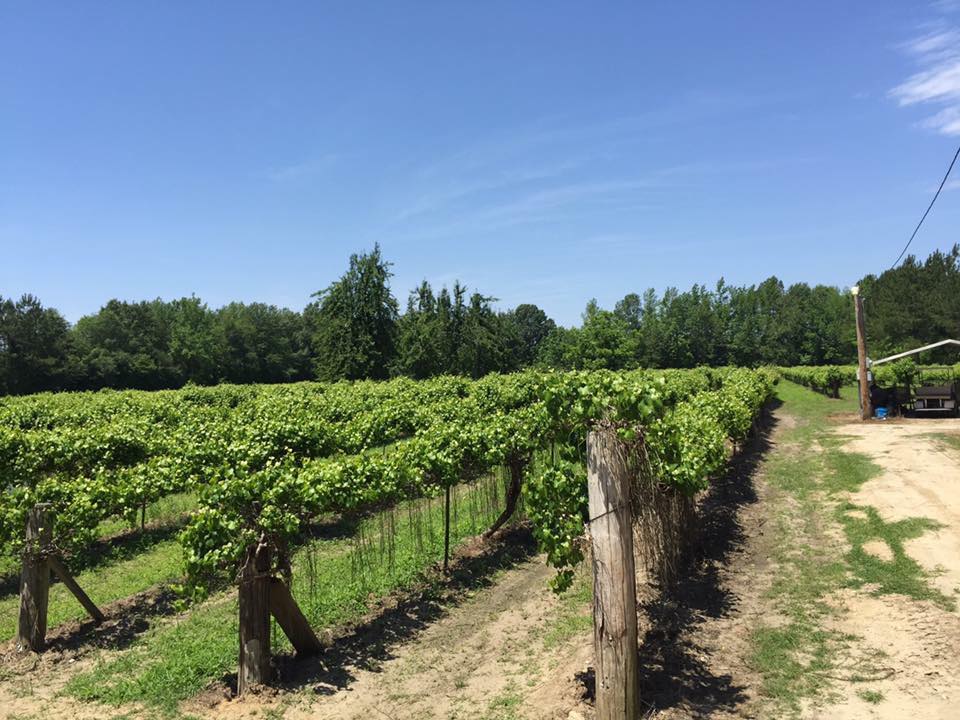 Williams Vineyard and Farms - Muscadine farm